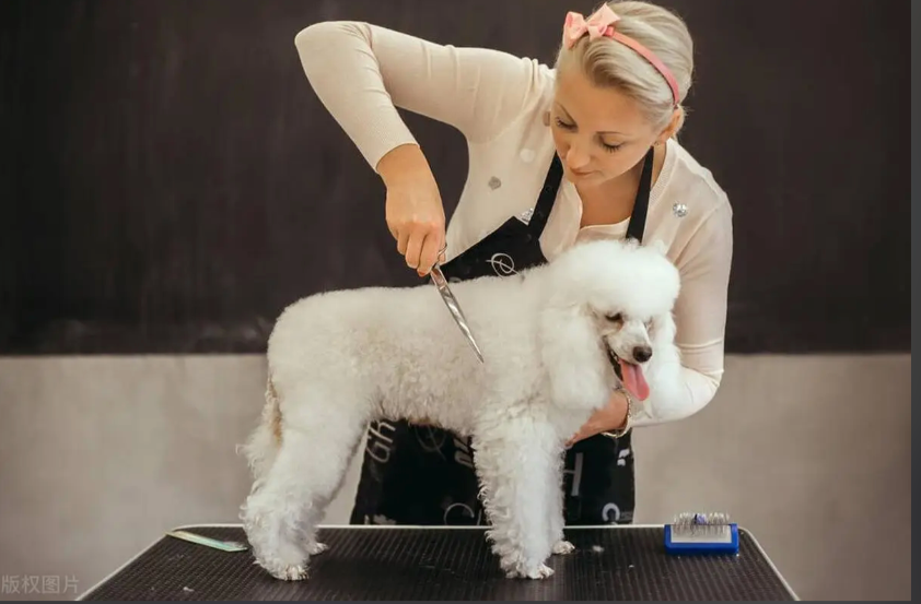 湖州市宠物美容师宠物剪毛 - 推荐